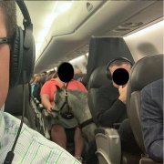 一匹小馬“坐”飛機 網友調侃：給它上杯咖啡吧！-香港國際快遞