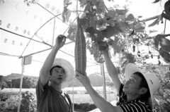 香港國際空運-福建三明科特派工作站： 變“單兵作戰”為“組團服務”