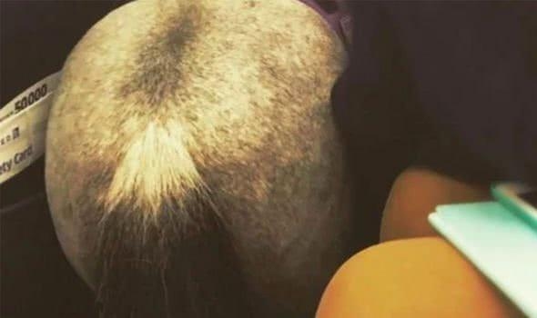 網(wǎng)友拍到闖入機(jī)艙的驢 網(wǎng)友拍到闖入機(jī)艙的驢