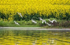 深圳空運公司-繪就美麗中國動感畫卷 “生態文明@濕地”網宣活動啟動