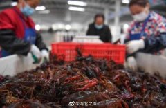 深圳國際空運運價表
成都吃貨威武！18萬斤湖北小龍蝦流入成都餐桌 購買量全