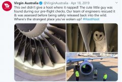 dhl全球件視頻：伏林航空客機停場期間 機翼上竟發現了鳥巢！